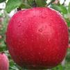 Fruit Malus x domestica 'Fuji'