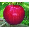 Fruit Malus x domestica 'Gala'