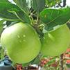 Fruit Malus pumila 'Granny Smith'