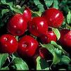 Fruit Malus pumila 'Haralson'