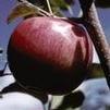 Fruit Malus x domestica 'McIntosh'