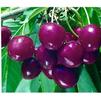 Fruit Prunus avium 'Bing'