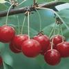Fruit Prunus cerasus 'North Star'