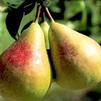 Fruit Pyrus communis 'Beaute Flamanade'