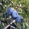 Fruit Prunus 'Italian'