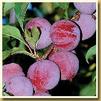 Fruit Prunus 'Santa Rosa.'