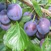 Fruit Prunus 'Stanley'