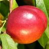 Fruit Prunus persica var. nucipersica 'Flavor Top'