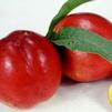 Fruit Prunus persica var. nucipersica 'Independence'