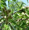 Fruit Prunus dulcis 'Halls Hardy'