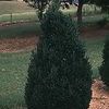 Buxus 'Green Mountain'