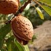 Fruit Prunus dulcis