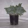 Specials: #1 Juniper 'Blue Star'