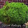 Buxus sempervirens 'Suffruticosa'