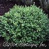 Buxus 'Faulkner'