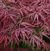 Acer palmatum 'Beni Shidare'