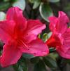 Azalea 'Vuyck's Scarlet'