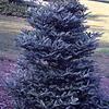 Abies koreana 'Horstmann's Silberlocke'