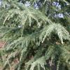 Cedrus deodara 'Albospica'