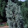 Cupressus glabra arizonica 'Blue Ice'