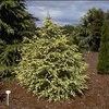 Cedrus deodara 'Cream Puff'