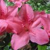 Azalea 'Eros'