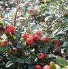 Cotoneaster dammeri 'Coral Beauty'