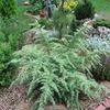 Cedrus deodara 'Snow Sprite'