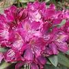 Rhododendron 'Purple Amethyst'