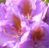 Rhododendron 'Blutopia'