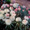 Rhododendron yakushimanum 'Angel'