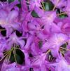 Rhododendron 'Blue Jay'