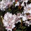 Rhododendron 'Boule de Neige'