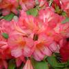 Rhododendron 'Balalaika'