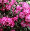 Rhododendron Yakushimanum 'Catalina'