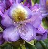 Rhododendron 'Edwin O. Weber'