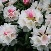 Rhododendron Yakushimanum 'Emerald Ice'