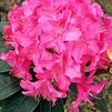 Rhododendron 'Cynthia'