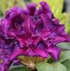 Rhododendron 'Edith Bosley'