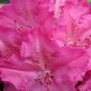 Rhododendron 'Germania'