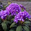 Rhododendron 'Fastuosum Flore Pleno'