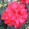 Rhododendron 'Grace Seabrook'