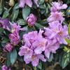 Rhododendron 'Goldflimmer'