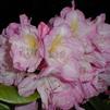 Rhododendron 'Graf Zepplin'