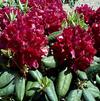 Rhododendron 'Henry's Red'