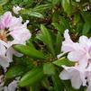 Rhododendron 'Head Honcho'