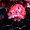 Rhododendron 'Hachman's Polaris'