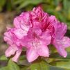 Rhododendron 'Ignatius Sargent'