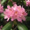 Rhododendron 'Minus'
