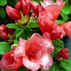 Rhododendron 'Molly Ann'